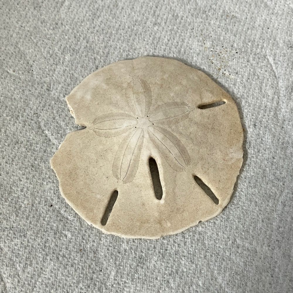 Sand Dollar